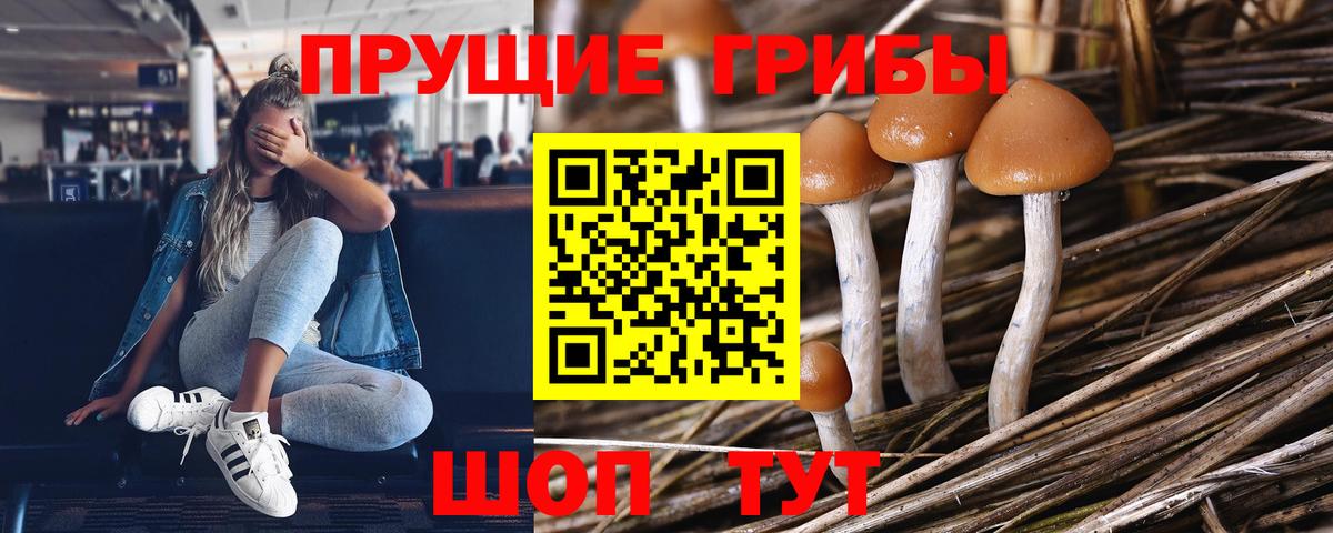 Псилоцибиновые грибы Psilocybe Кувандык
